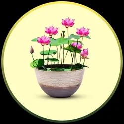 OUR_COLLECTIONS_INDOOR_PLANT___STAYPLANT