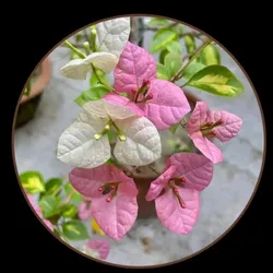OUR_SPECIALTY_FLOWER_PLANT__Exoticsflora