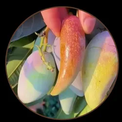 OUR_SPECIALTY_HYBRID_MANGO_PLANT__Exoticsflora