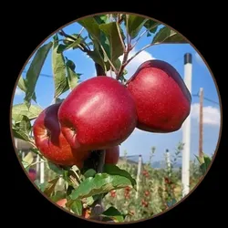 OUR_SPECIALTY_EXOTIC_FRUIT_PLANT__Exoticsflora