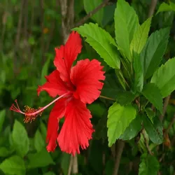 SHOP_BY_CATEGORY_FLOWER_PLANTS__Baganwala