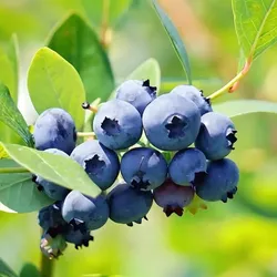 SHOP_BY_CATEGORY_EXOTIC_PLANTS__Baganwala