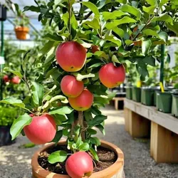 SHOP_BY_CATEGORY_FRUIT_PLANTS__Baganwala