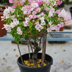 OUR_COLLECTION_BOUGAINVILLEA_PLANTS__Baganwala