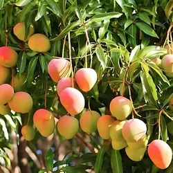 OUR_COLLECTION_MANGO_PLANTS__Baganwala