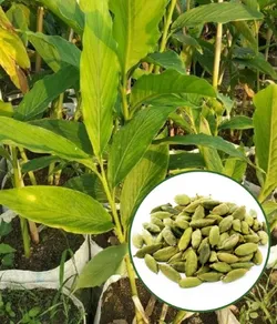 OUR_COLLECTION_SPICE_AND_MEDICINAL__Baganwala