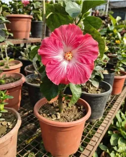 THE_BLOOM_CORNER_DAILY_HIBISCUS__Baganwala