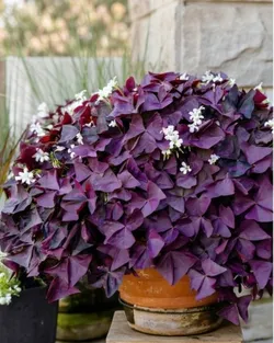 THE_BLOOM_CORNER_ORNAMENTALS__Baganwala