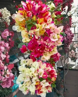 THE_BLOOM_CORNER_EASY_CARE_PLANTS__Baganwala