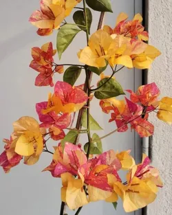 THE_BLOOM_CORNER_BALCONY_FRIENDLY__Baganwala