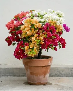 THE_BLOOM_CORNER_MULTICOLOR__Baganwala