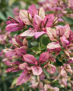 THE_BLOOM_CORNER_BOUGAINVILLEA_PLANTS__Baganwala