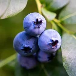 FRUIT_PLANTS_CORNER_EXOTIC_FRUITS__Baganwala