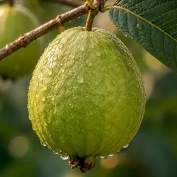 FRUIT_PLANTS_CORNER_GUAVA_PLANTS__Baganwala