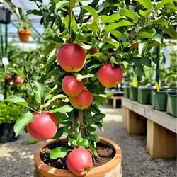 FRUIT_PLANTS_CORNER_FRUIT_PLANTS__Baganwala