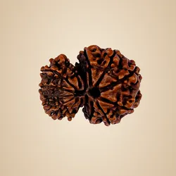 SHOP_BY_CATEGORY_Rudraksha_Collection__ Hari Rudraksh