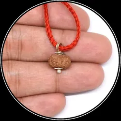 OUR_COLLECTIONS_INDONESIAN_RUDRAKSH__ Hari Rudraksh