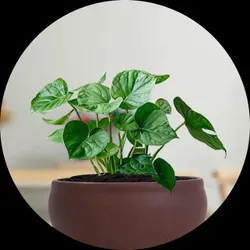 OUR_SPECIALTY__PLANTER__Bloombuddy