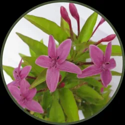 BRAND_CATEGORY_LIVING_PLANTS__KRISTA NURSERY