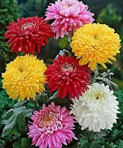 BRAND_CATEGORY_COMBOS__GOLDEN BLOOM