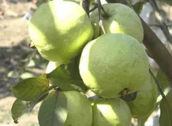 BRAND_CATEGORY_PLANTS__GOLDEN BLOOM