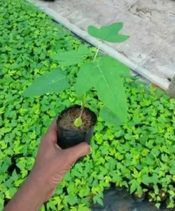 BRAND_CATEGORY_SEED__GOLDEN BLOOM