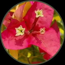 OUR_SPECIALTY_BEST_SELLERS__Curiosity Corner