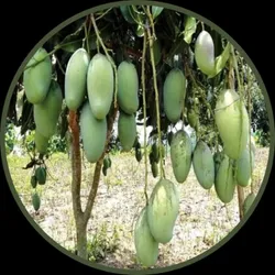 OUR_SPECIALTY_EXOTIC_FRUIT_PLANT__Curiosity Corner