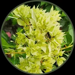 OUR_SPECIALTY_BOUGAINVILLE_PLANT__Curiosity Corner