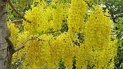 SHOP_BY_CATEGORY_ORNAMENTAL__PLANTRELL