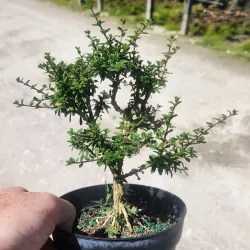 SHOP_BY_CATEGORY_HERBS__PLANTRELL