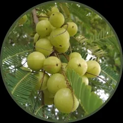 SHOP_BY_CATEGORY_BEST_SELLERS__Green Bagicha (Bhai Bhai traders)