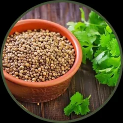 SHOP_BY_CATEGORY_SEEDS__Green Bagicha (Bhai Bhai traders)