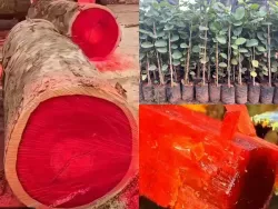 SHOP_BY_CATEGORY_Medicinal_Plants__Platone