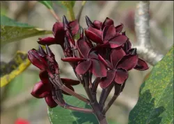 SHOP_BY_CATEGORY_Flower_Plants__Platone