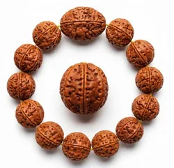 Rudraksha___Rudrajoy – Central India’s Most Authentic Gemstone & Rudraksha Brand