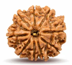 Rudraksha___Rudrajoy – Central India’s Most Authentic Gemstone & Rudraksha Brand
