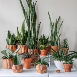 SHOP_BY_CATEGORY_Low_maintenance___Little Jungle