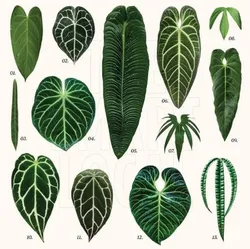 SHOP_BY_CATEGORY_Anthuriums__Little Jungle