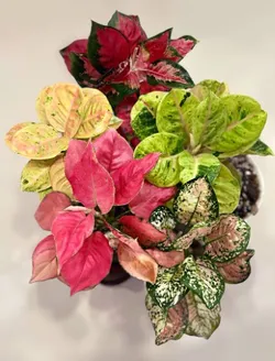 SHOP_BY_CATEGORY_Aglaonemas__Little Jungle