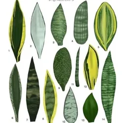 SHOP_BY_CATEGORY_Sansevierias__Little Jungle