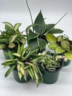 SHOP_BY_CATEGORY_Hoyas__Little Jungle