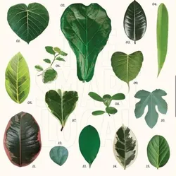 SHOP_BY_CATEGORY_Ficus__Little Jungle