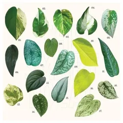 SHOP_BY_CATEGORY_Pothos__Little Jungle