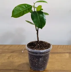 SHOP_BY_CATEGORY_Fruit_Plant__Little Jungle