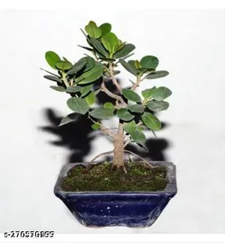 SHOP_BY_CATEGORY_Bonsai_Tree__Ruma Aritra Nursary