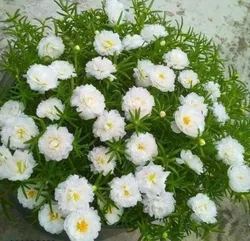 SHOP_BY_CATEGORY_FLOWERS__Ruma Aritra Nursary