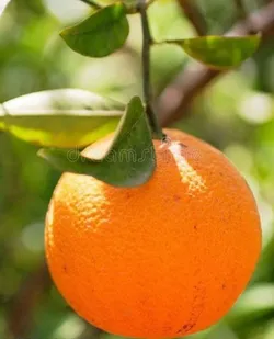 SHOP_BY_CATEGORY_FRUITS__Ruma Aritra Nursary