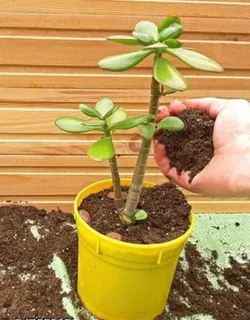 SHOP_BY_CATEGORY_PLANTS__Ruma Aritra Nursary