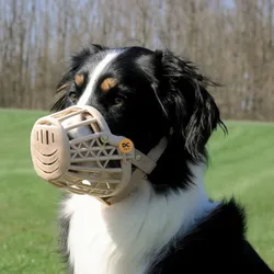 Our_Collections__Dog_Cat_Accessories__DC HUB 